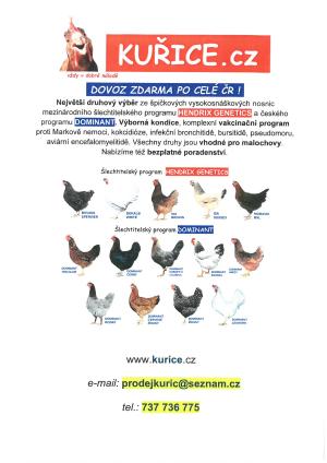 Prodej kuřic 1